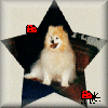 Animated contact sheet of a dog icon with ladybug motion, featuring repeated text and star-shaped frame layout.