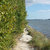 Pixelated landscape showing a path leading to water with green foliage on the left and blue sky above.