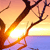 Sunset scene with orange and yellow sky, dark tree branches, and purple water reflection.