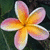 Three identical flower icons with yellow-orange centers and pinkish-white petals against a dark green background.
