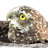 Animated owl with yellow eyes and brown-and-white feathers perched on a branch, shifting head position across frames.