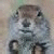 iconator.com - buddy icons - aim icons - away messages - AIM instant messenger