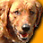 Pixelated close-up of a dog's face with light brown fur, dark eyes, and a black nose against an orange background.