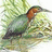 Pixelated image of a bird with green and brown plumage perched on a branch against a blurred green background.