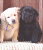Two dogs sit side-by-side against a brown background; the left dog is light-colored with a white head and tan body, while the right dog is solid dark-colored.