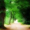 A static image of a sunlit forest path with dense green foliage and a blurred foreground tree trunk.