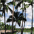 Static pixelated image of palm trees against a light blue sky with scattered clouds, viewed from a low angle.