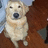 A pixelated dog image with red background text reading 'dis my home dawg', 'his name is BOUNCE!!!', and 'he is KOOL'.