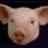 A 48x48 pixel animated buddy icon featuring a pig's face on the left, with cyan text "pigs", "rock", "my", and "sox!" arranged in a contact sheet layout against a black background.