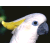 Pixelated close-up of a white bird with yellow wing feathers, blue eye, and dark beak against a black background.