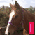 Brown horse with white stripe on face, standing in grassy field under cloudy sky.