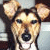 Pixelated dog face with open mouth on left, closed mouth on right; light brown and white fur, dark eyes, black nose.