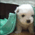 A small dog with white fur and dark eyes sits on a brown surface, partially covered by a teal fabric. The dog's expression changes from neutral to smiling as text appears above it.