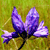 Pixelated purple flower with five petals on a green and yellow gradient background, rendered in low-resolution digital art style.