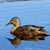A pixelated duck swims left to right on a light blue water background with visible reflection.