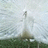 Pixelated image of a white peacock with fanned tail on grassy background, paired with cyan text blocks reading "peacocks are awesome!! but..." and "albino peacocks are better!!"