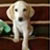 Pixelated static image of a light-colored puppy standing on a dark wooden surface with shelves in the background.