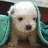 A small, pixelated dog with light brown fur and dark eyes sits against a teal fabric background. The dog wears a purple bow on its head in some frames.