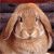 A pixelated rabbit with light brown fur and long ears sits against a dark background, next to green text reading 'Original Icons .com' on a solid green