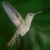 Static pixelated image of a hummingbird in flight against dark green background with no visible text or additional elements.