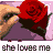 Animated sequence of a hand placing red roses on a purple background with repeated text below.