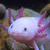 A pixelated axolotl with pink gills appears on the left, while text reads "I get eaten by the worm!" and "And weird things." in white block letters.