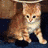 Four distinct kitten images arranged in a , each with unique fur patterns and expressions on solid backgrounds