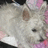 A static image with a red background, featuring a pixelated white dog on the left and black pixelated text on the right.