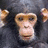 A pixelated monkey face with dark fur and light brown skin appears on the left, while pink text reads "Meggy Da Monkey" on a black background to the right.