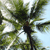 Pixelated image of a tree with green foliage against a light blue sky, showing a central dark trunk and scattered white highlights.
