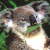 Pixelated image of a bear-like figure with brown fur, green foliage background, and bright white light patches on its face.