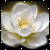 A white flower with yellow center petals, rendered in a soft, glowing style against dark background.