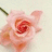 A four-quadrant image with a pink rose in the top-left, text "The Distance" on a coral background top-right, and partial text "Can Not Tear My Love From You" on a coral bottom-left.