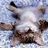 A pixelated cat lies on its back with a pink background and yellow text reading "Aren't I Cute?" in a retro digital style.