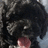 Pixelated image of a black dog with tongue out, next to blue text reading 'CAMIE!!' and 'HD MY DOG, DIXIE!!!! =)' on light background.