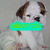 A pixelated dog with brown and white fur appears in four , each displaying different colored text overlays