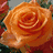 A single orange rose with layered petals and green foliage in the background, displayed in a