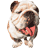 Pixelated dog with light brown and white fur, dark brown ears, a black nose, and a red bow tie around its neck.