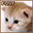 A four- of a kitten's face with 'POW' text in the top-left corner, showing subtle changes in eye position and head angle