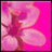 Pink orchid with four petals on bright pink background, displayed in a with one empty