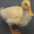 A pixelated yellow duckling stands on a dark gray background with orange text reading 'everything is better in' visible.