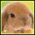 A pixelated close-up of a light brown animal face with dark eyes and ears, set against a yellow-green background.