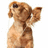 A brown dog with floppy ears stands upright, holding a sign that reads 'P L E A S E' in pink pixelated text.
