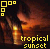 Tropical sunset scene with palm tree silhouette, water reflection, and yellow text 'tropical sunset' over dark background.