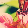 A close-up of a stylized figure with pink and orange floral elements against a blurred green and yellow background.