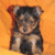 A 50x50 pixel animated buddy icon featuring a small dog on an orange background with pink text reading "1 love yorkie" in two frames of the animation.