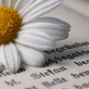 A close-up of a white daisy with a yellow center resting on a surface with printed text, showing partial words like 'SMILE' and 'DEEP' in black ink.