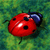 Animals icons for AIM, MSN, MySpace and Yahoo