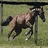 A pixelated horse runs left to right across a grassy field with a yellow text overlay reading '05-2006' in the upper right corner.