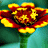 A 48x48 pixel animated buddy icon featuring a red and yellow flower on the left frame, transitioning to a teal background with repeating white '8' symbols on the right frame.